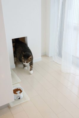 猫と暮らすマンションリフォーム・猫と暮らすマンションリノベーションデザイン事例 #00435