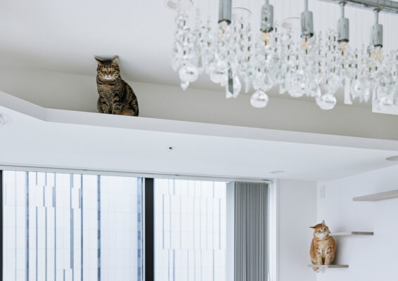 猫と暮らす家づくり。毎日を快適にする5つの間取りの工夫