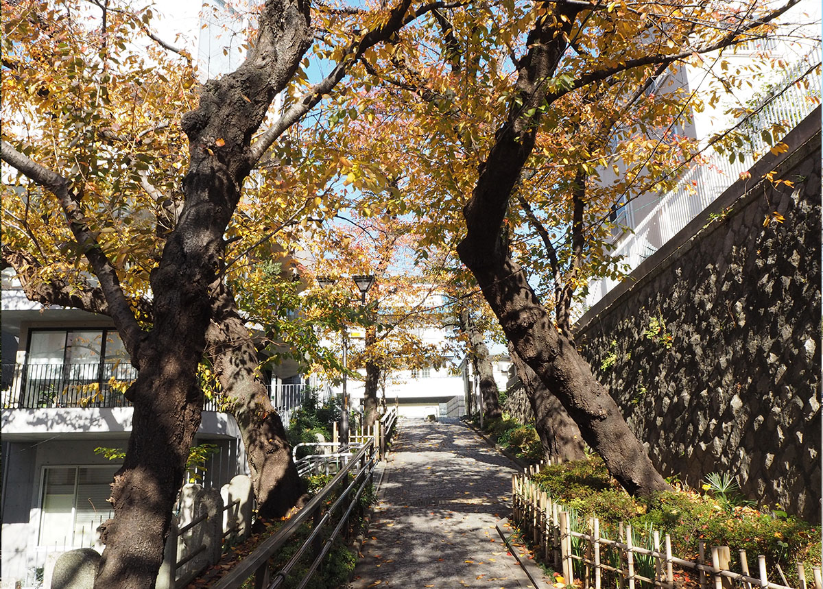 品川区の高級住宅街〈池田山〉。気品あふれる美しい街